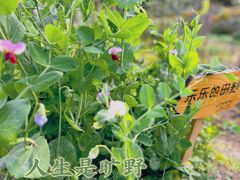 -阳台山森林公园