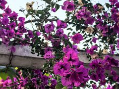 -周老三跷脚牛肉·全牛火锅(非遗传承店)