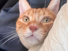 -爱牧宠物医院·猫专科·骨科·内窥镜(甪直店)