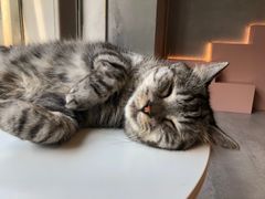 -猫儿山۰猫主题餐厅