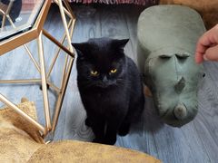 -喵屿·大理花园猫咖