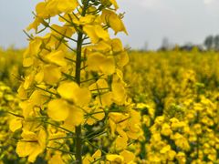 -中国天府农业博览园