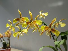 -北京植物园-展览温室