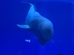 -临沂极地海洋王国