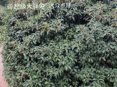 -济南南郊宾馆