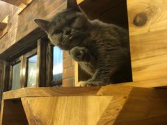 -more than meow吴止猫主题餐厅(承德 中船汇店)