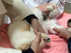 -谐和益家动物医院·免疫绝育·血液透析·宠保定点医院(高新伊藤分院)