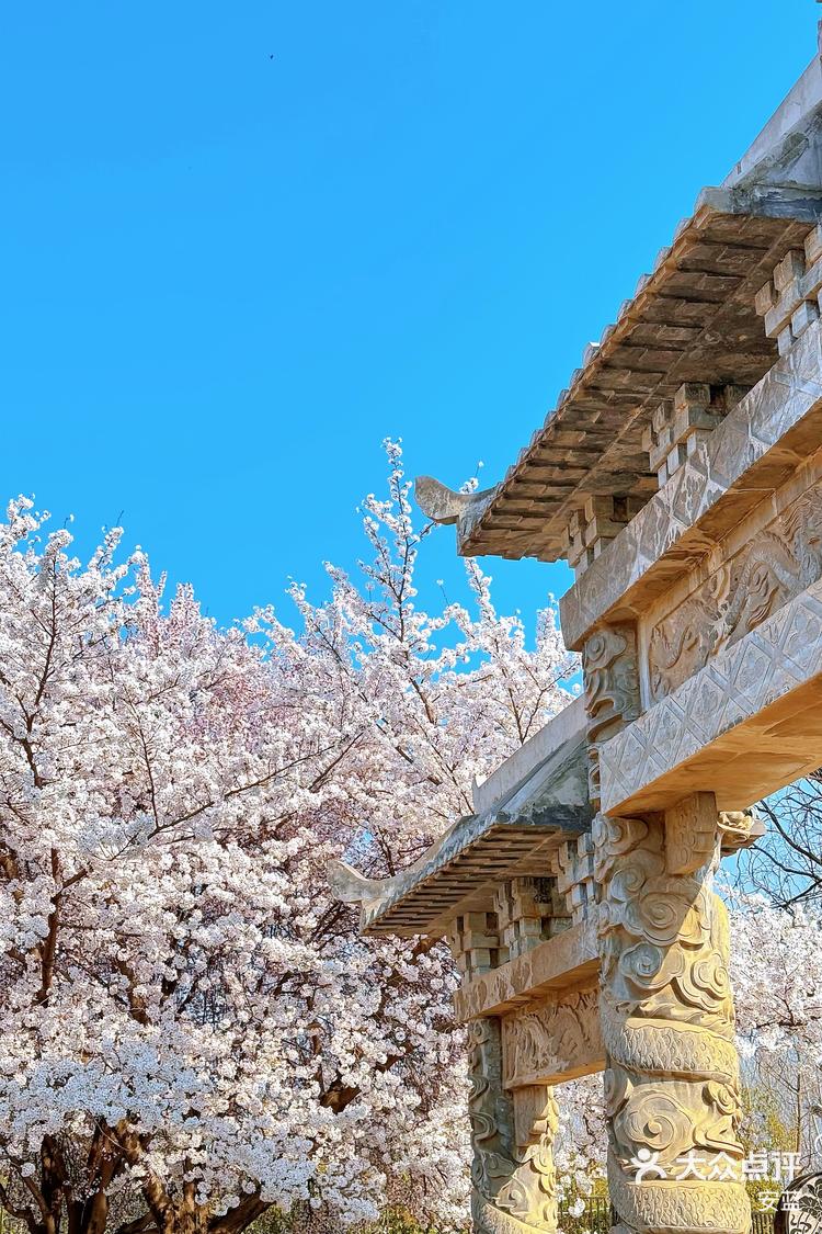 香积寺樱花图片