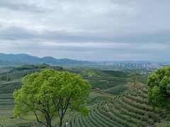 -龙坞茶村