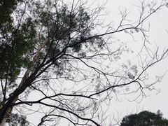 -火炉山森林公园