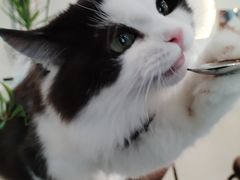 -共舞时光猫咖·狗咖(新街口店)