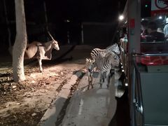 -清迈夜间动物园