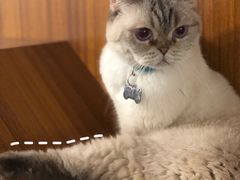 -喵园·猫主题咖啡厅·撸猫·猫咖(国贸店)