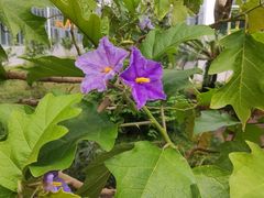 -国家植物园南园