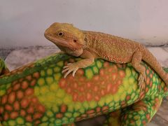 -FAIRYLAND龙族星球主题餐厅(凯丹广场店)