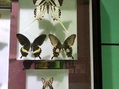 -上海昆虫博物馆