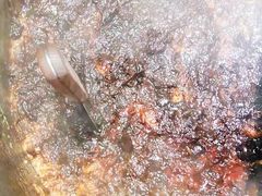 -叁省斋粉蒸肉甑糕·清真(回民街店)
