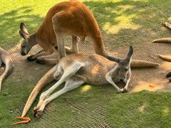 -西霞口神雕山野生动物世界
