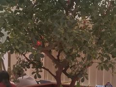-悦海·家宴·冰花皮皮虾大锅贴(宝龙店)