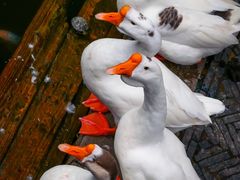 -苏州文庙(姑苏区)