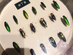 -陕西自然博物馆