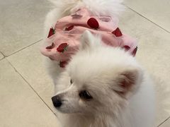 -怪兽屋·羊驼·猫咖·狗咖(俊华广场店)