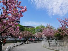 -嘉定紫藤园
