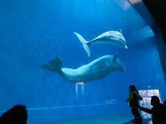 -芜湖新华联大白鲸海洋公园