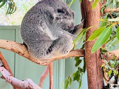 -费瑟代尔野生动物园