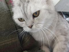 -喵园·猫主题咖啡厅·撸猫·猫咖(国贸店)