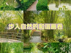 -大屏嶂森林公园