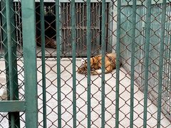 -合肥野生动物园
