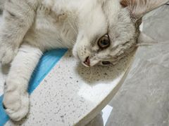 -德元·美联众合24小时动物医院(总院)