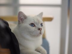 -鼓捣猫呢主题猫咖店