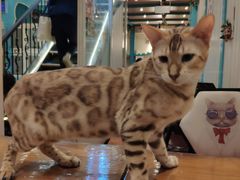 -猫小院猫主题咖啡厅(北锣店)