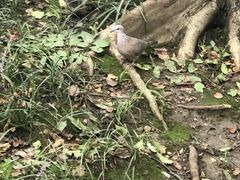 -徐家汇源景区-衡山公园