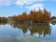 -白鹭湾湿地公园