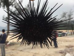 -西涌国际滨海旅游区