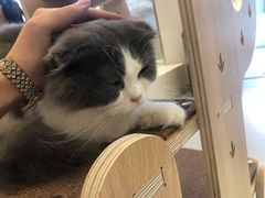 -飞行喵MR PILOT|猫舍·猫咖(静安大融城店)