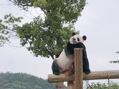 -杭州野生动物世界