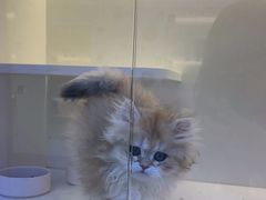-小猫来了·猫舍(红山六九七九店)