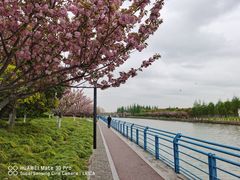 -高东镇樱花园