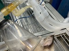 -福懋动物医院·犬猫全科·外科·重症科(杏林分院)