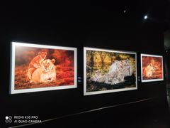 -罗红摄影艺术馆