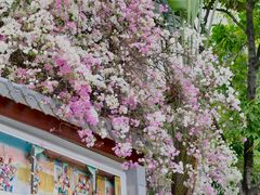 -深圳国际园林花卉博览园