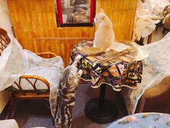 -猫色咖啡·猫咖