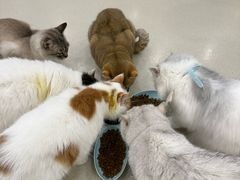 -共舞时光猫咖·狗咖(新街口店)