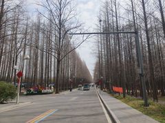 -日照海滨国家森林公园