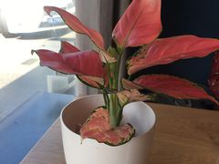 -香浙汇(望京店)