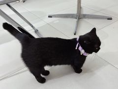 -怪兽屋·羊驼·猫咖·狗咖(俊华广场店)